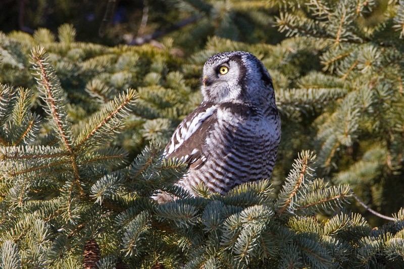 IMG_6674c.jpg - Northern Hawk-Owl (Surnia ulula)